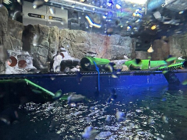 SEA LIFE Trust Beluga Whale Sanctuary-韦斯特曼纳群岛必去景点