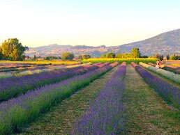 Il Lavandeto di Assisi giardino e vivaio-阿西西必去景点
