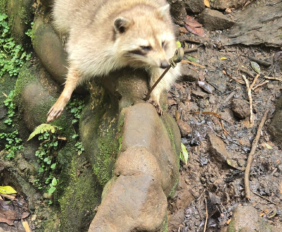 Zoo De Guadeloupe Au Parc Des Mamelles-Bouillante必去景点