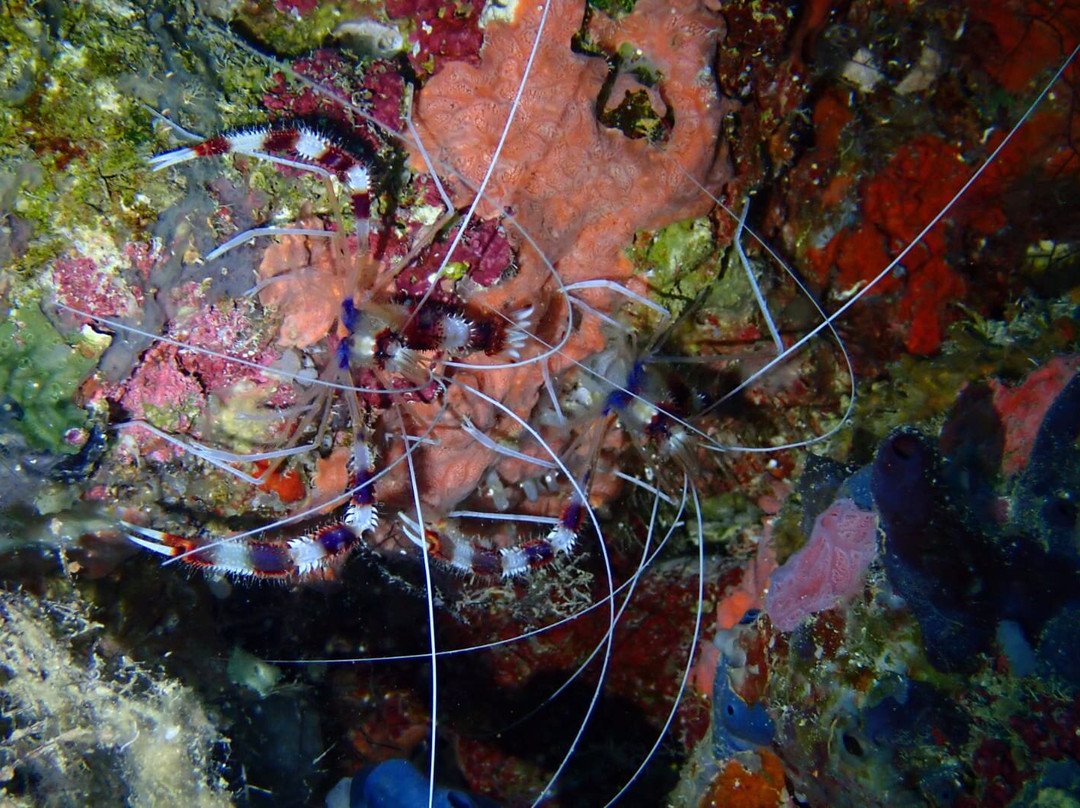 Pemba Dive Center-Makangale必去景点