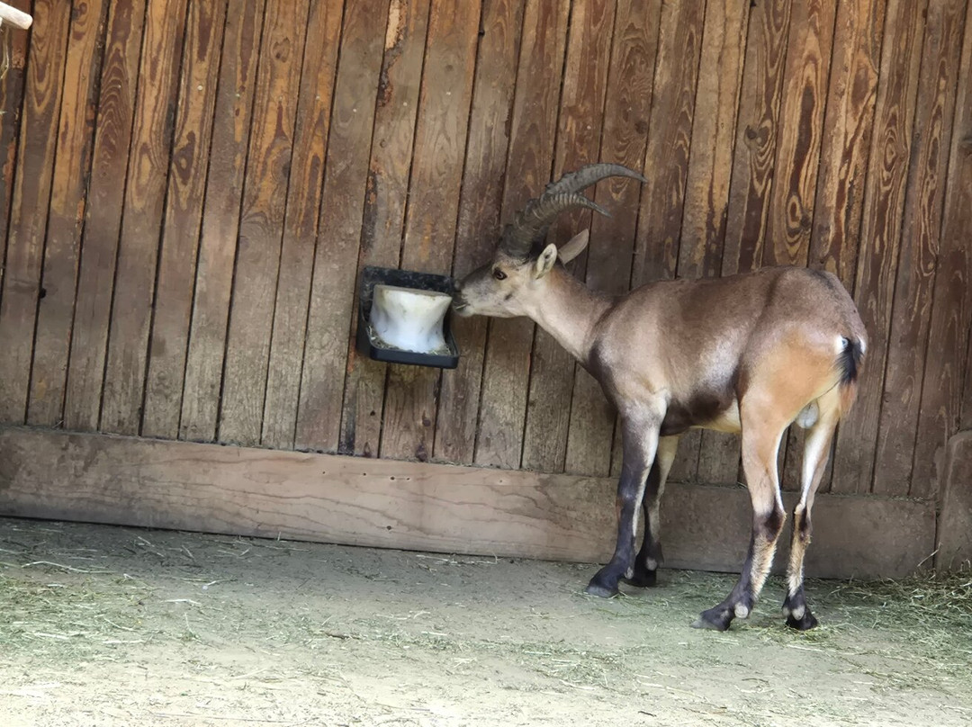 Zoo Ljubljana-卢布尔雅那必去景点