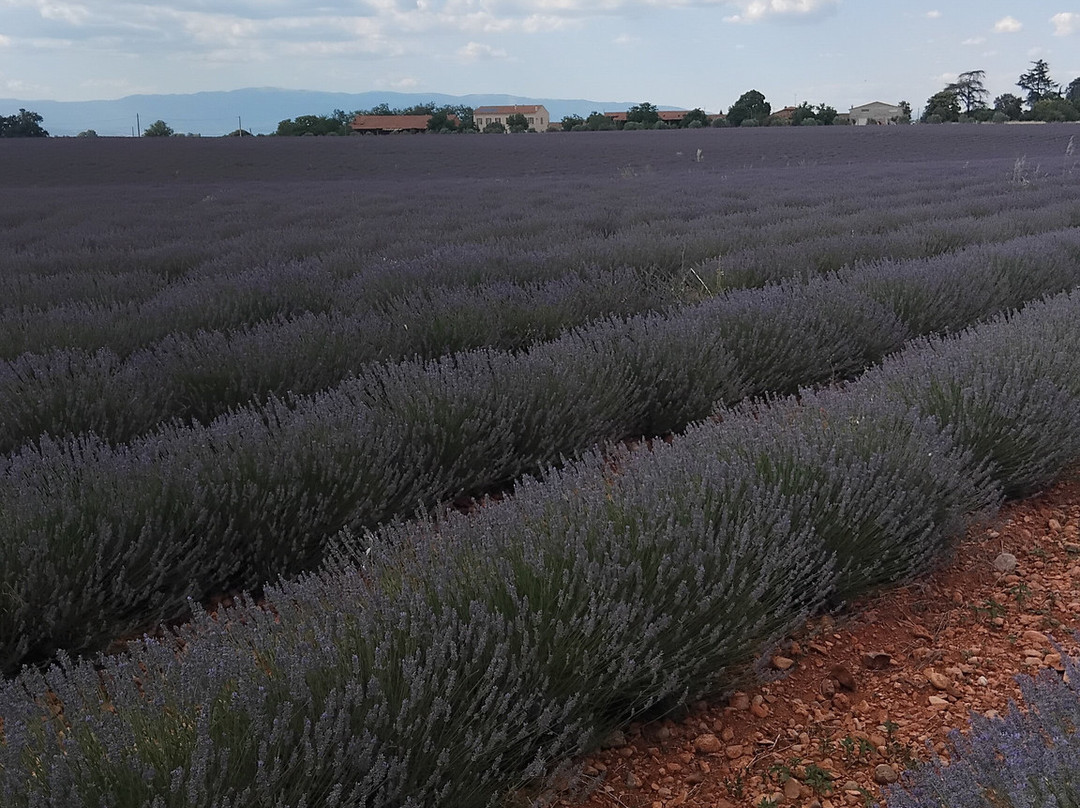 Plateau de Valensole-瓦朗索勒必去景点