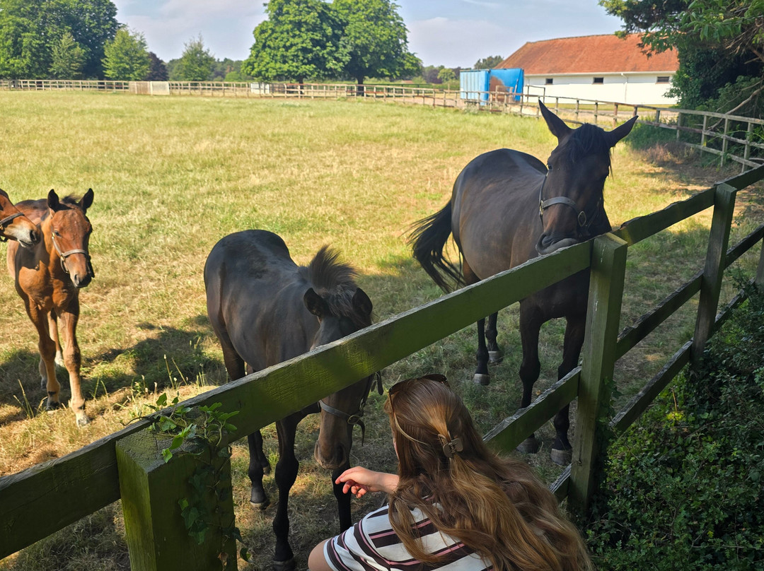 Discover Newmarket Tours-纽马克特必去景点