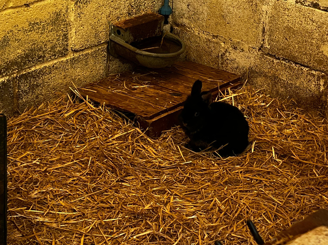 Water Fowl Sanctuary and Children's Farm-班伯里必去景点