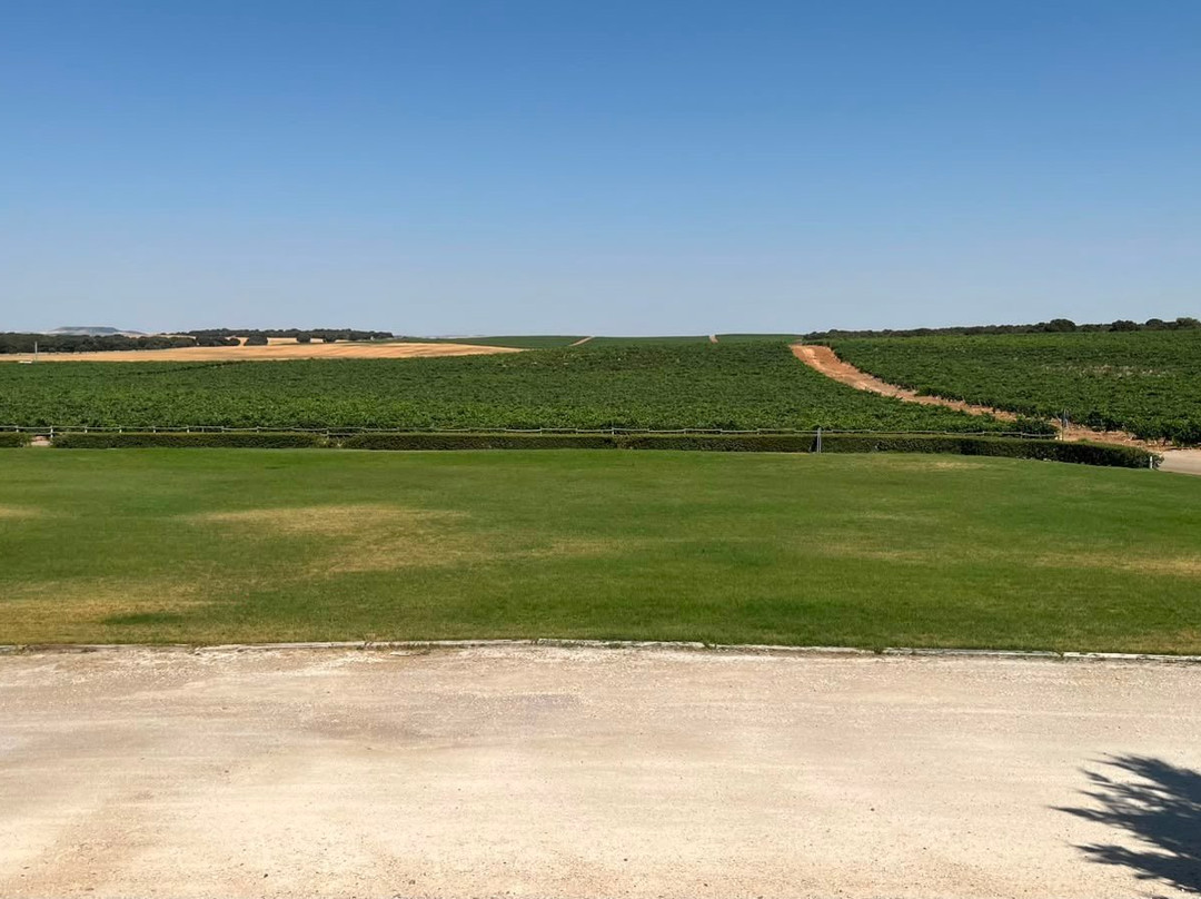Bodegas Y Vinedos PradoRey-Gumiel Del Mercado必去景点