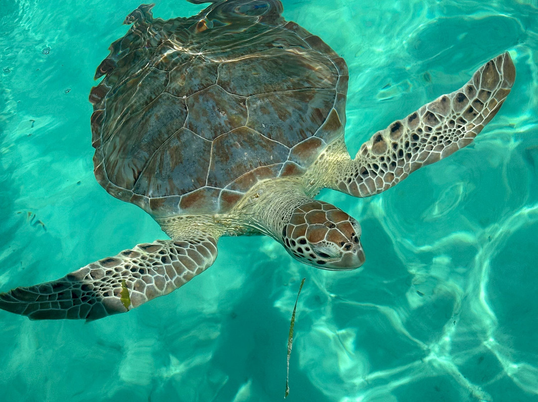 Eleuthera Outdoor Center-Tarpum Bay必去景点
