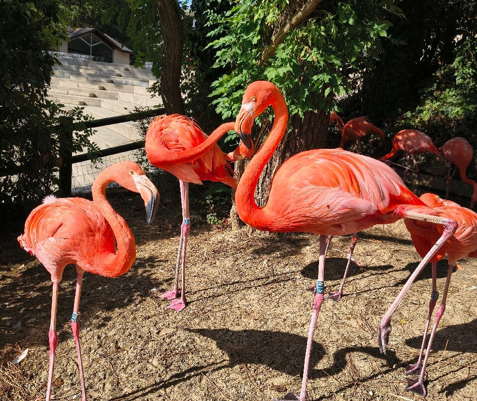 Zoo de La Palmyre-La Palmyre-Les Mathes必去景点