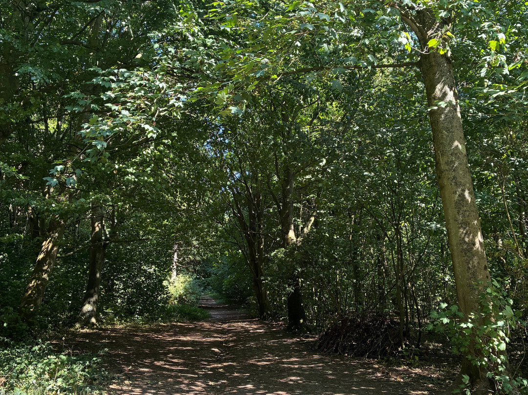 Friston Forest-伊斯特本必去景点
