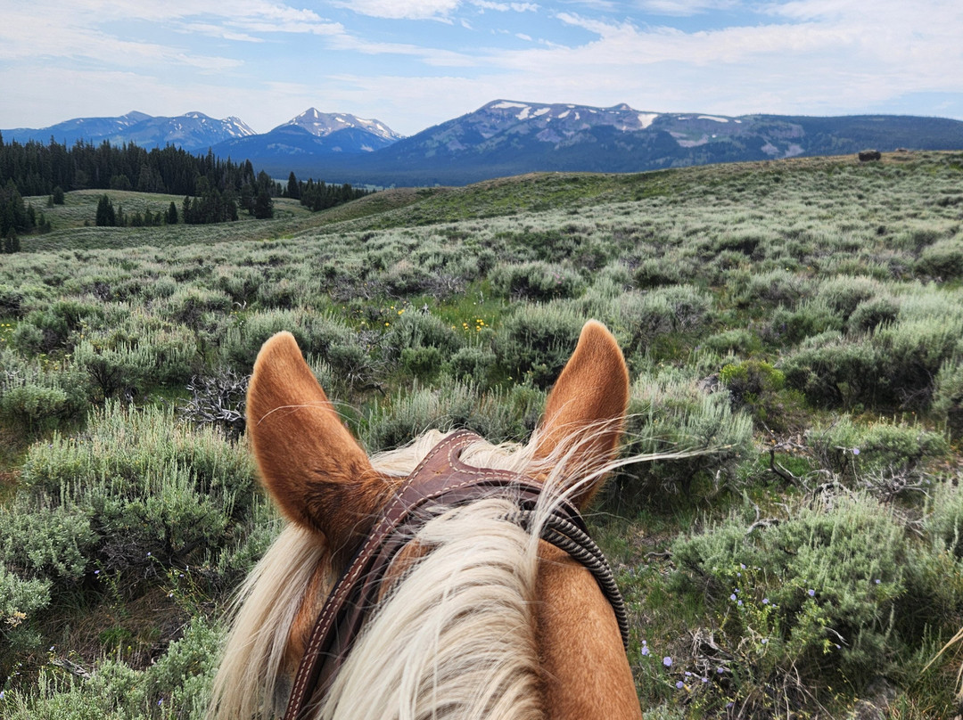 Yellowstone Horse And Mule-雷德洛治必去景点