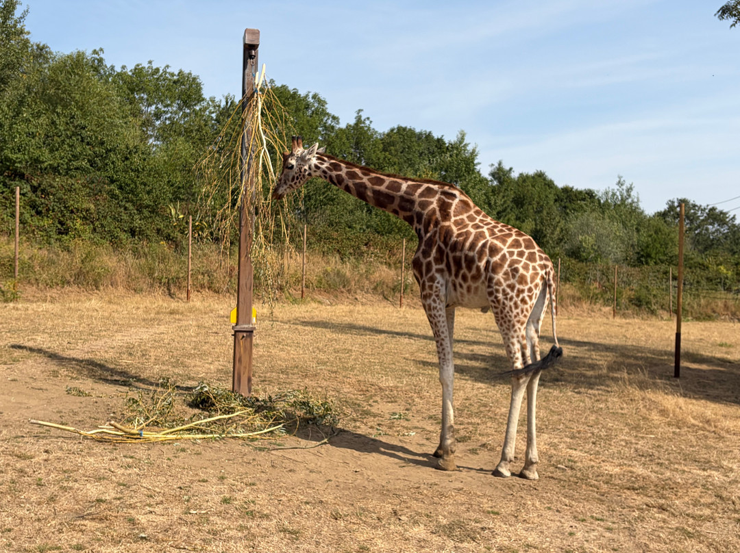 Chessington Safari Hotel主图