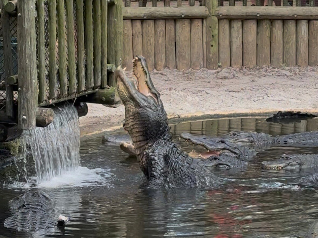 St. Augustine Alligator Farm Zoological Park-圣奥古斯丁必去景点