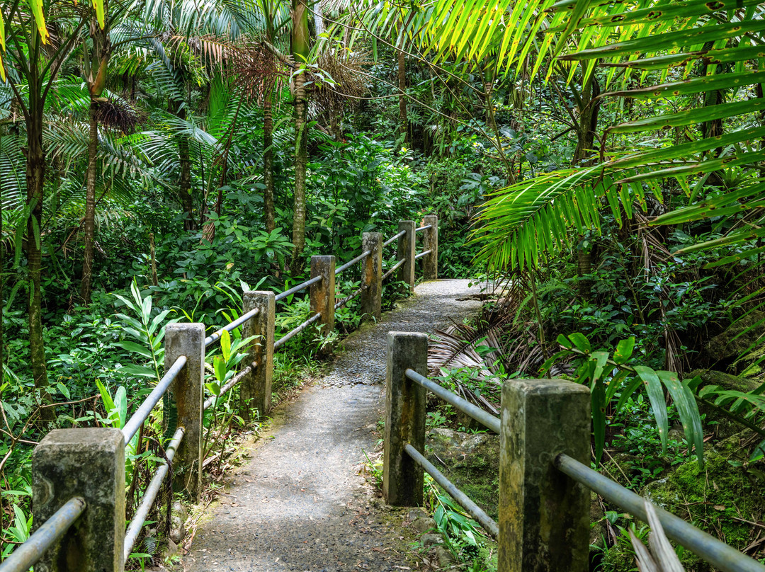 El Yunque National Forest-云盖国家森林公园必去景点