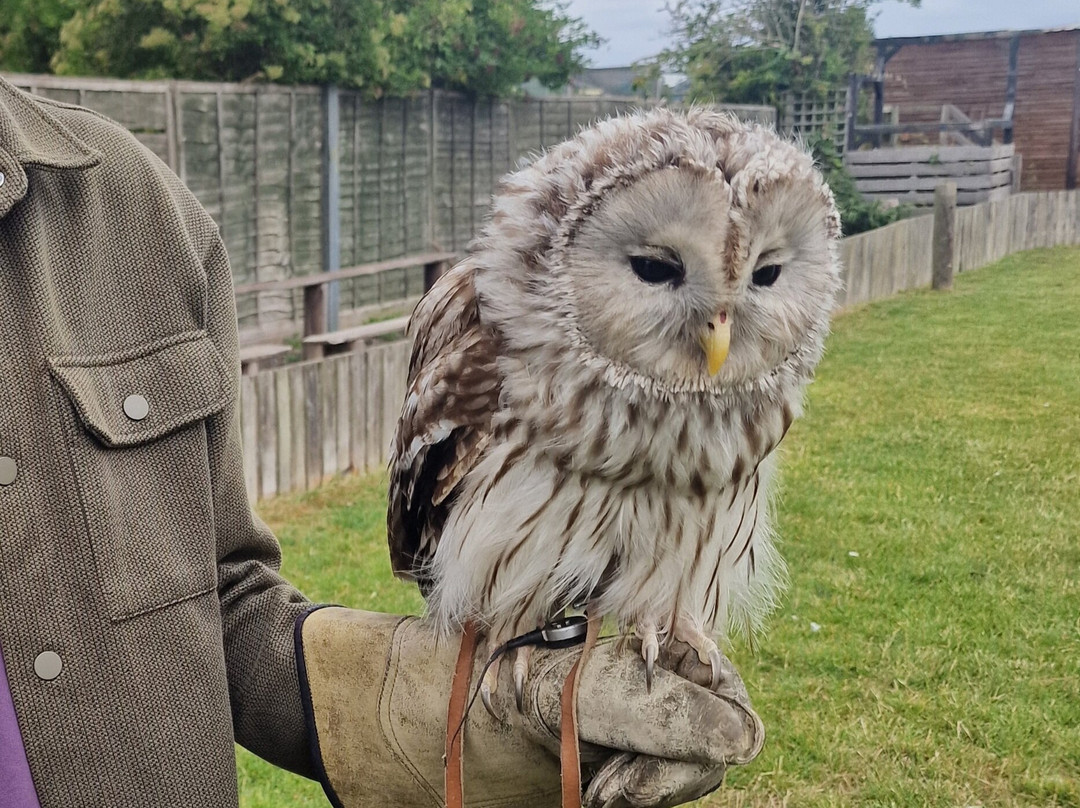 Baytree Owl and Raptor Centre-Spalding必去景点