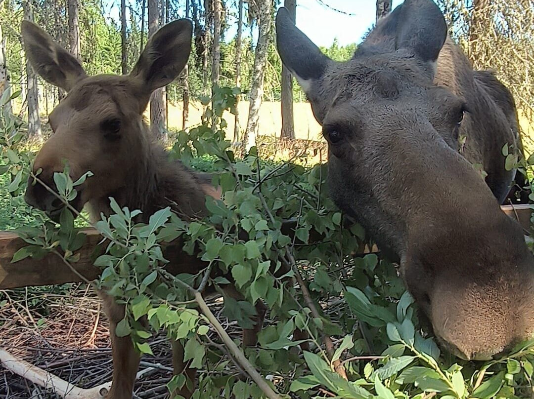 Varmlands Moose Park-Eksharad必去景点