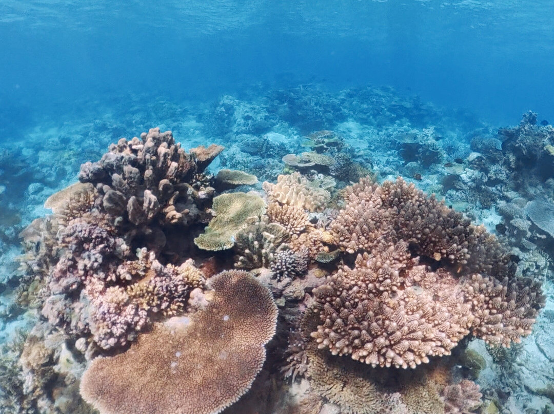 Reef Life Taveuni-马太必去景点