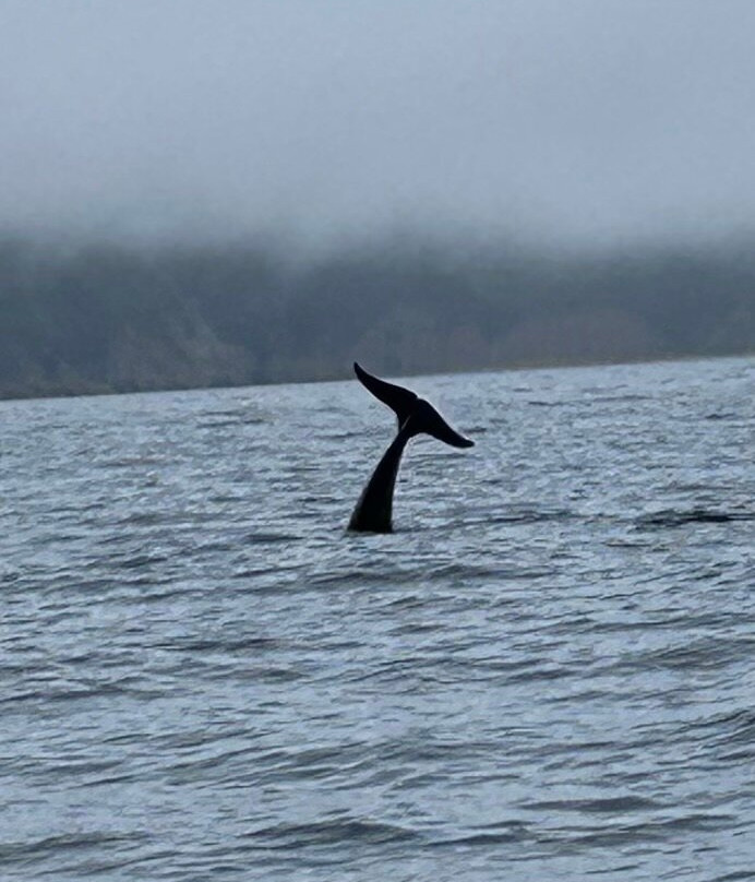 Oshan Whale Watch-Bay St. Lawrence必去景点