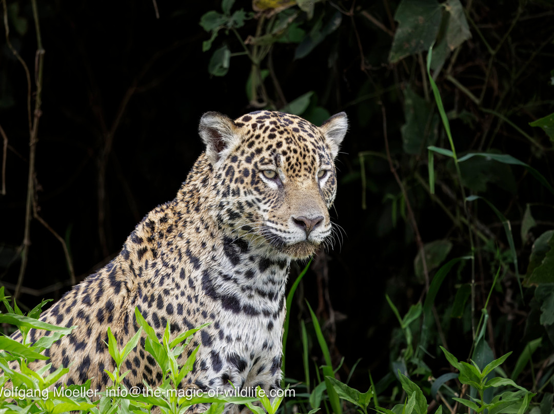 Wild Jaguar Safaris-波科内必去景点