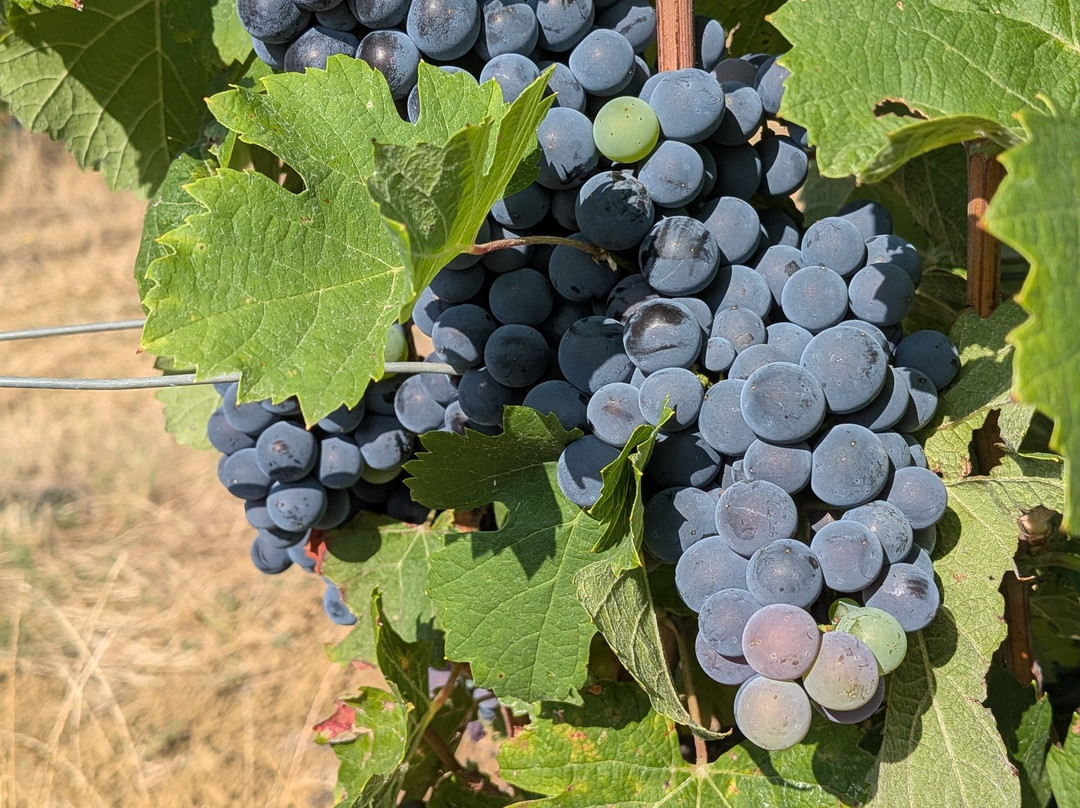 Domaine de La Higuere , Vignobles Esquiro