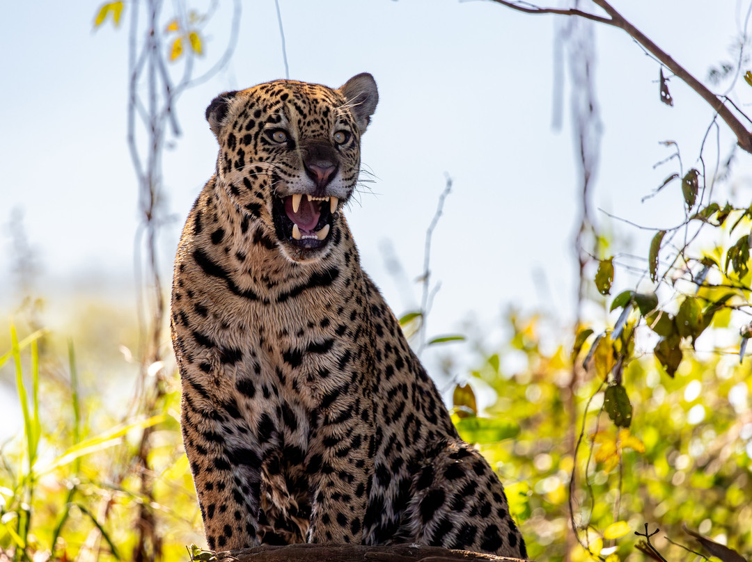 Pantanal Jaguar Safaris-Chapada dos Guimaraes必去景点