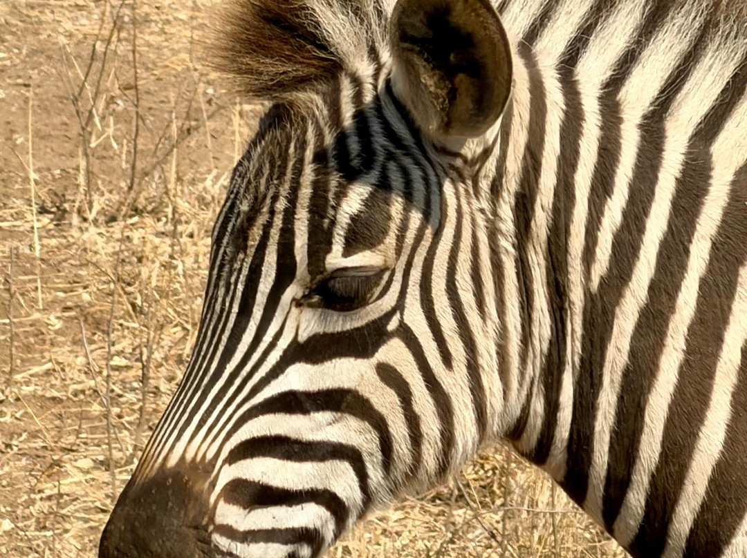Southern Kruger Safaris-玛洛斯帕克必去景点