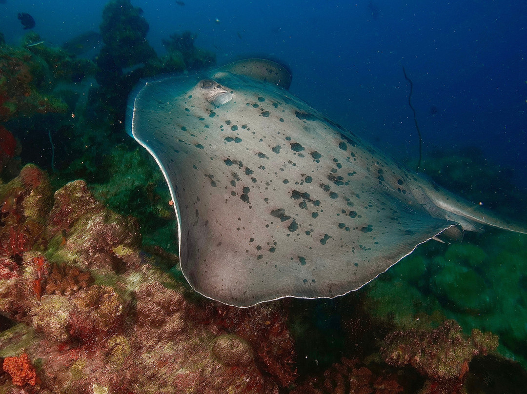 Family Divers Maldives-拉斯胡必去景点