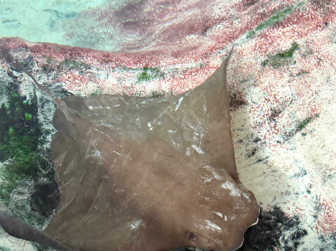 Florida Oceanographic Coastal Center-斯图尔特必去景点