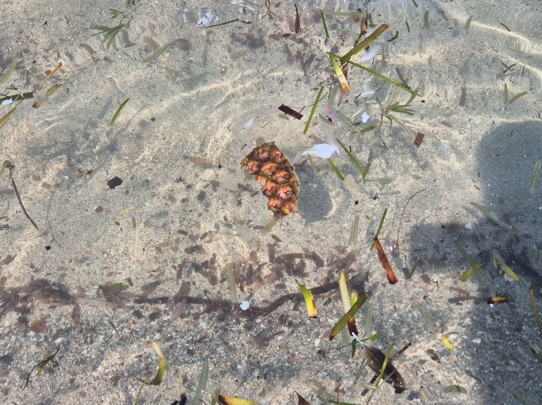 Spiaggia del Pevero-切尔沃港必去景点