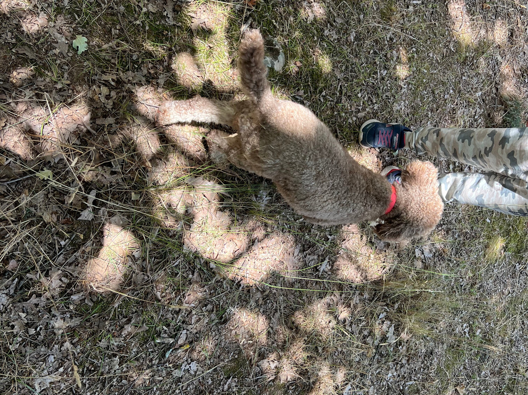 Truffle Hunting-卡兰巴卡必去景点