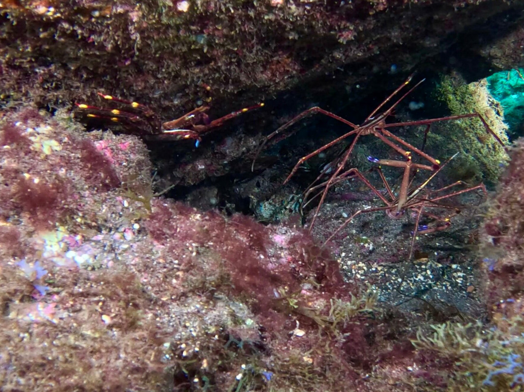 Atalaia Diving Center-Canico必去景点
