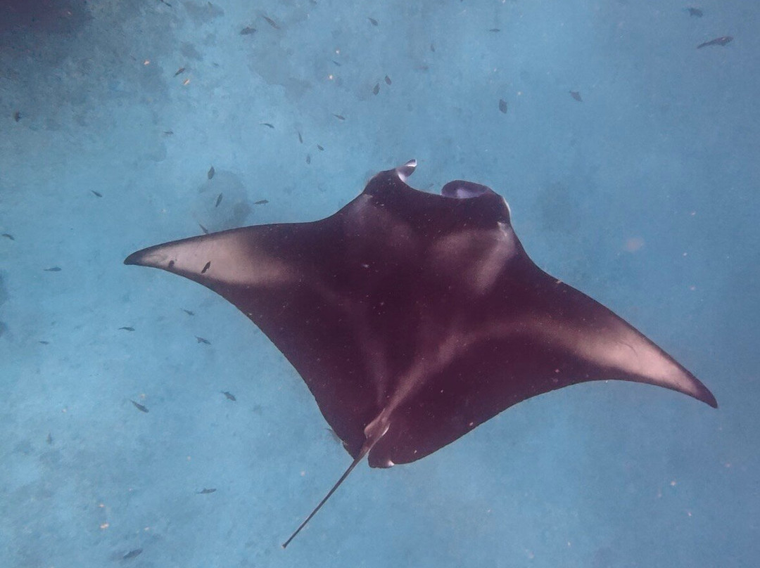 Blue Wave Ifuru By Dive Butler At Ifuru Island Maldives-Ifuru必去景点