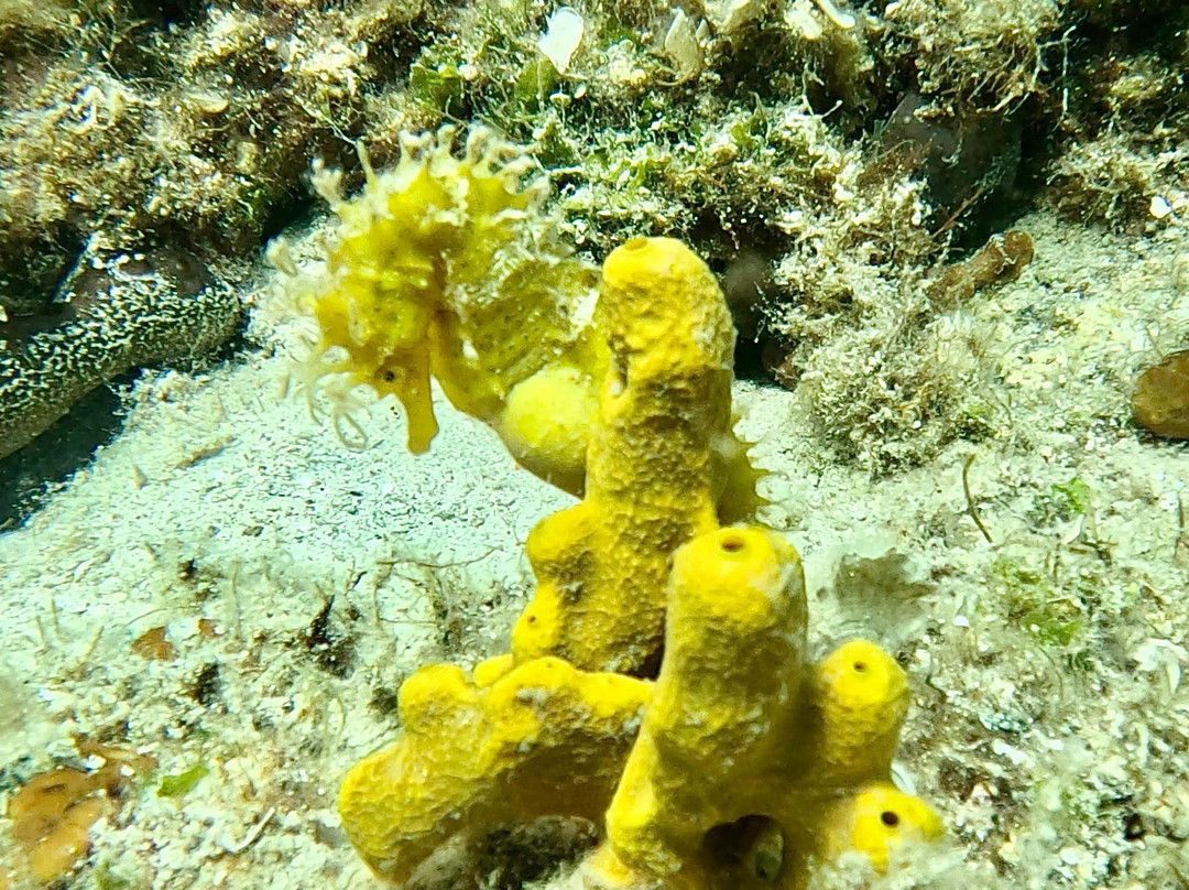 Just Dive Croatia-奥格勒纳莫鲁必去景点