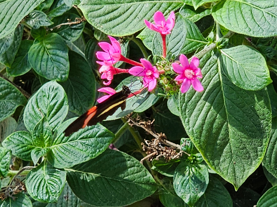 Butterfly Wonderland-斯科茨代尔必去景点