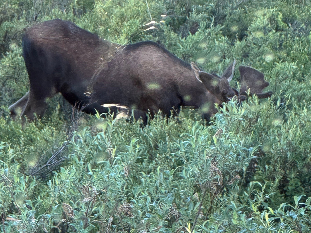 Tundra Wilderness Tour-Denali Park必去景点