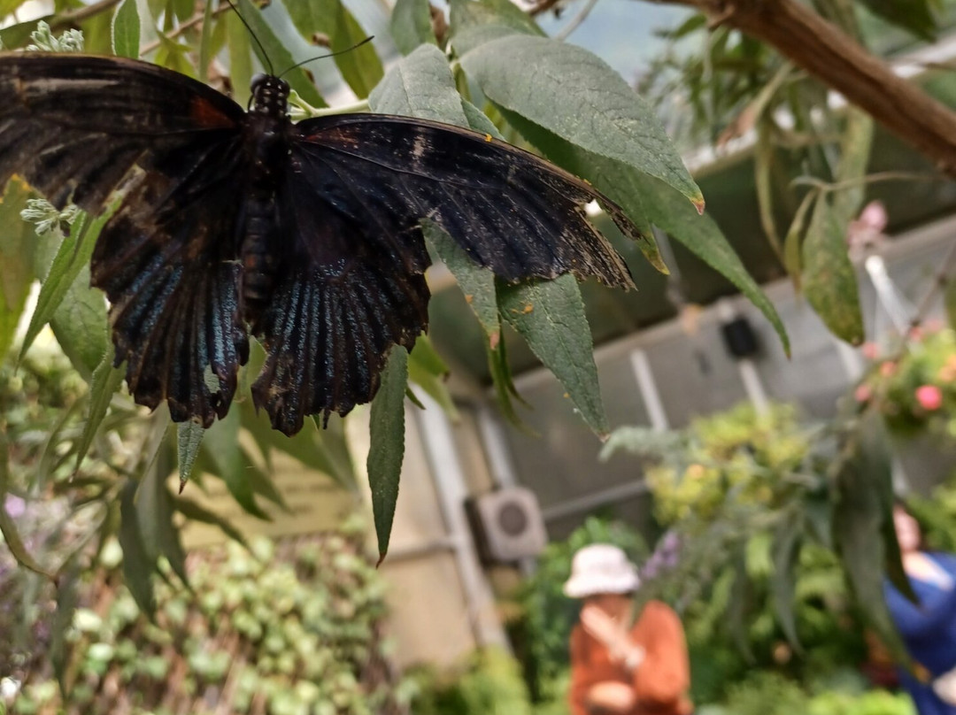 The Original Mackinac Island Butterfly House & Insect World-麦其诺岛必去景点
