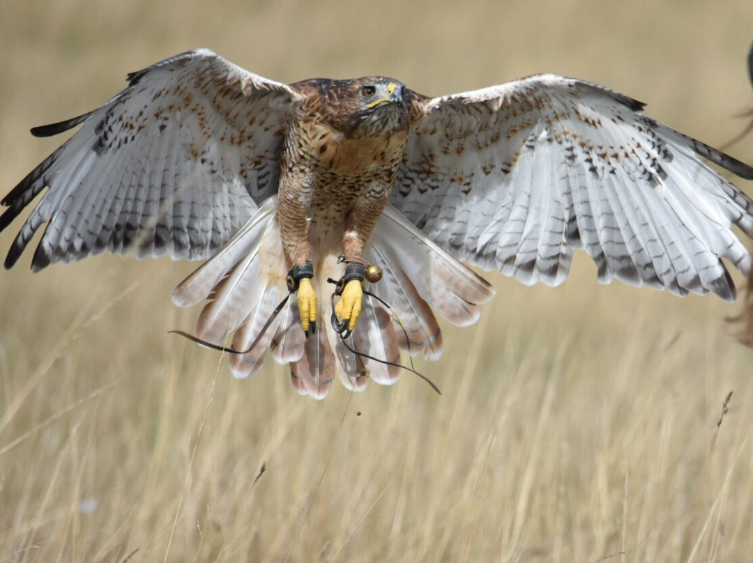 Bird on the Hand Falconry Experiences-Church Langton必去景点