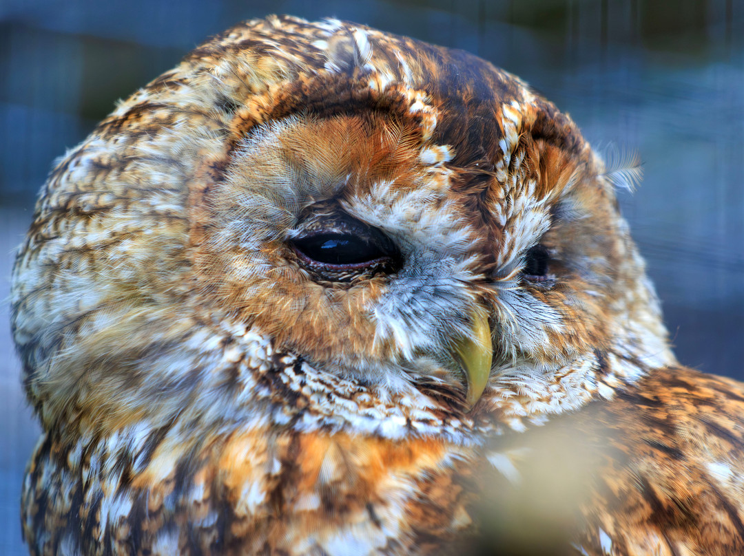 Hawk Conservancy Trust Bird of Prey Centre-Andover必去景点