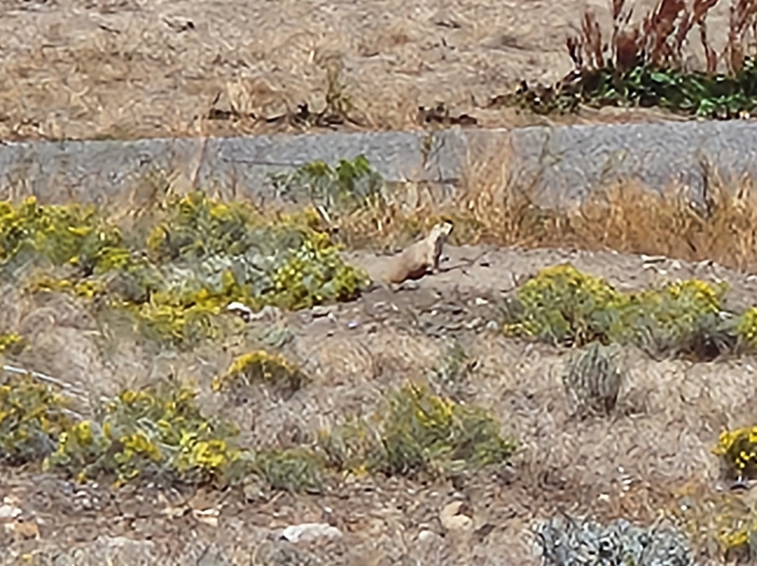 Greycliff Prairie Dog Town State Park-Greycliff必去景点