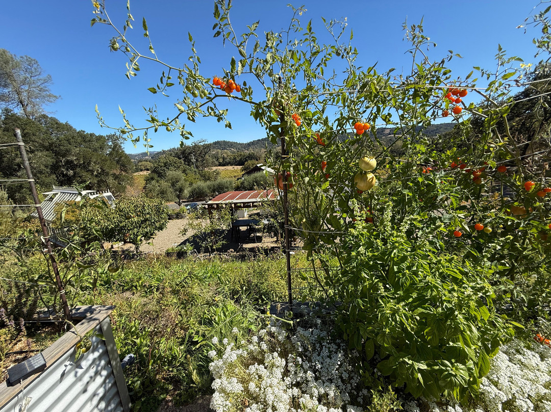 Capo Creek Winery-希尔兹堡必去景点