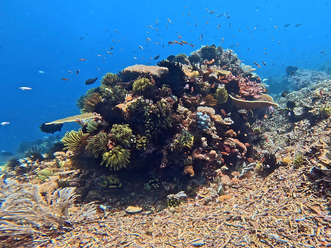 Kalimaya Dive Resort主图