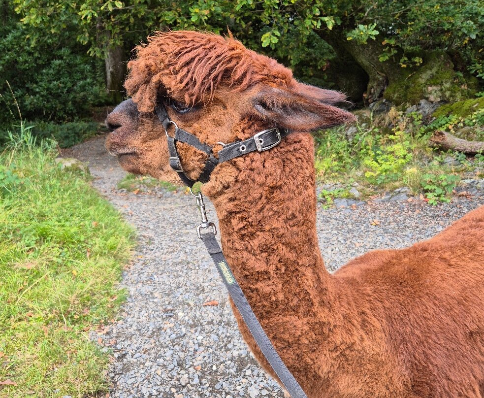 Alpacaly Ever After-Portinscale必去景点