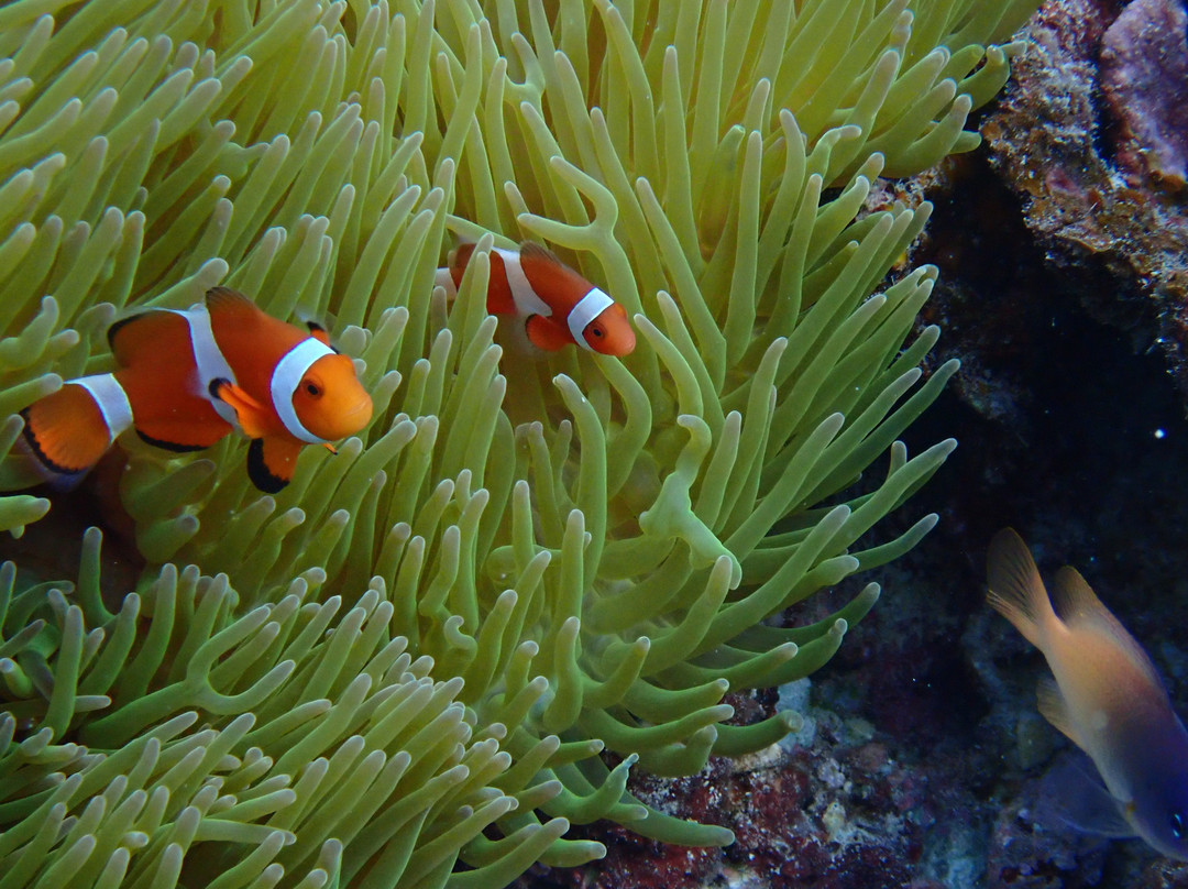 Miyakojima Diving Shop Guide-Ya-San-宫古岛市必去景点