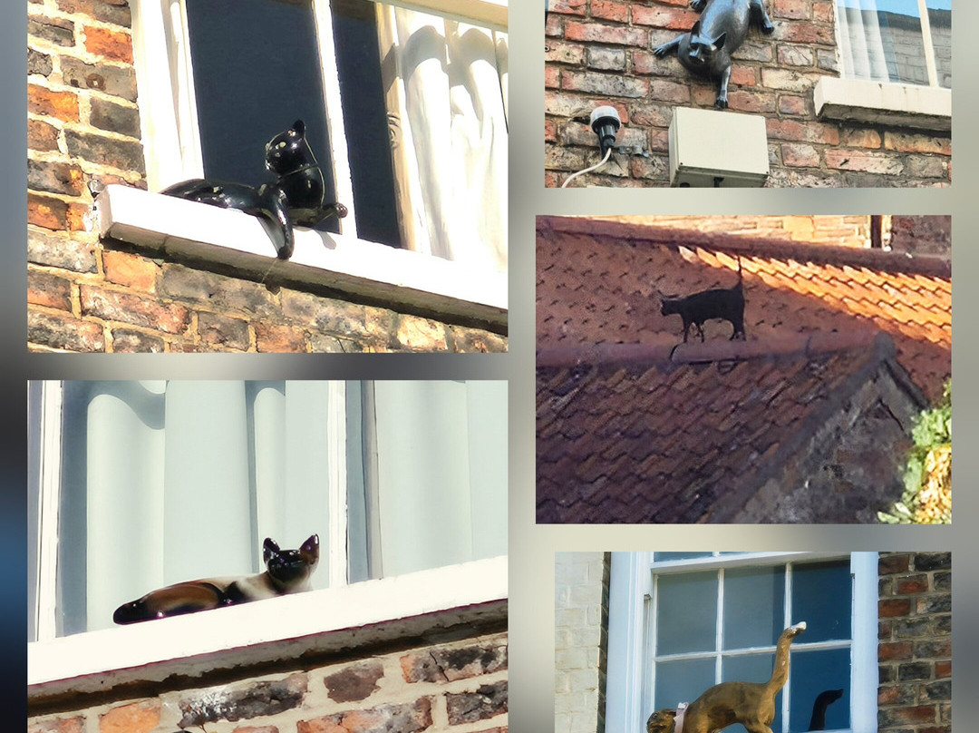 York Cat Trail-约克必去景点