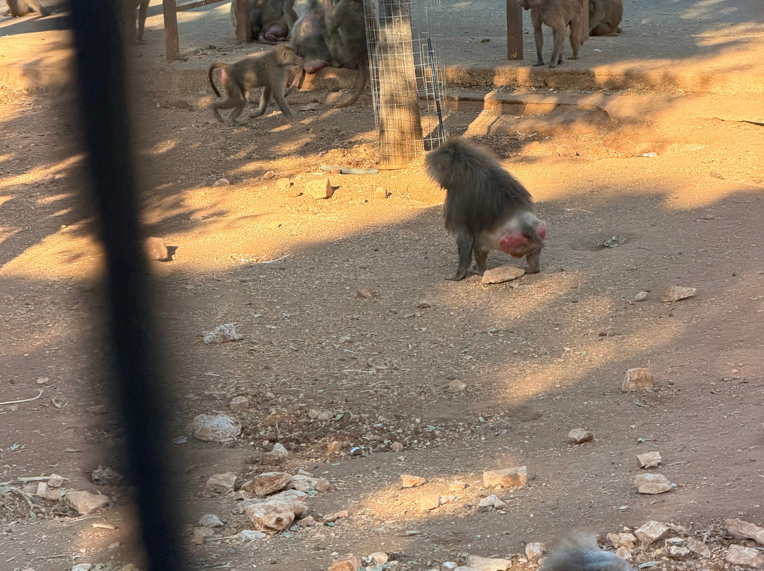 Zoosafari-法萨诺必去景点