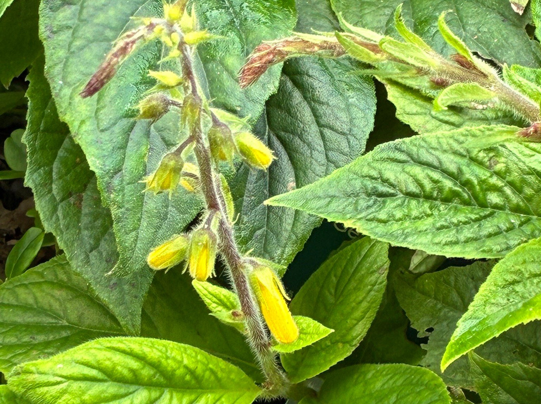 Utrecht University Botanic Gardens-乌特勒支必去景点