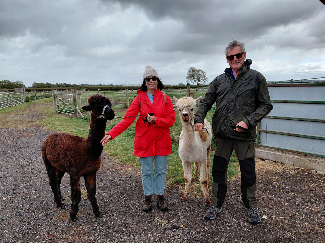 The Alpaca Centre at JandJ Alpacas-特伦特河畔纽瓦克必去景点