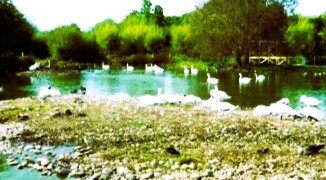 WWT Slimbridge Wetland Centre-Slimbridge必去景点