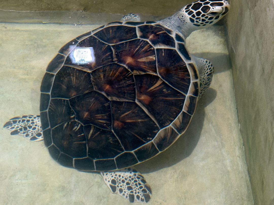 Ahungalla Sea Turtles Conservation And Research Center-亚洪加拉必去景点