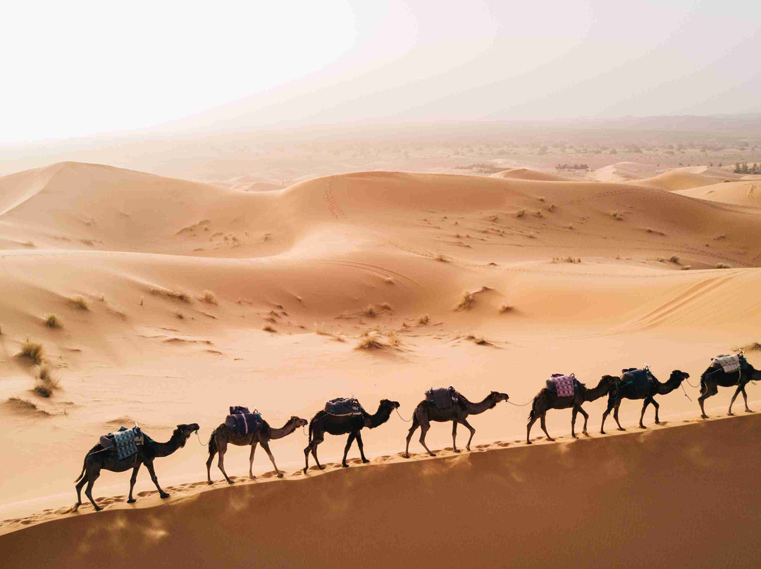 Atlas and Marrakech Day Tours-马拉喀什必去景点