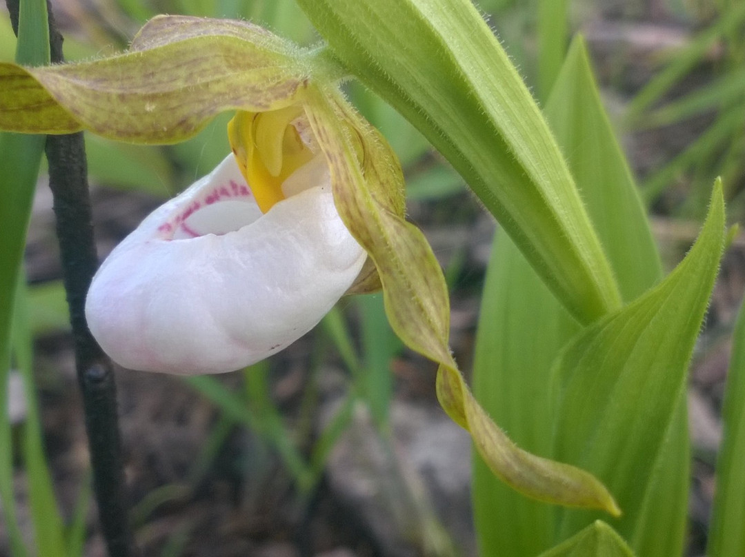 Resthaven Wildlife Area