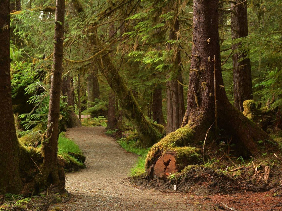 Golden Spruce Trail-Port Clements必去景点